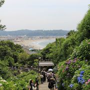 由比ヶ浜を望むアジサイの参道