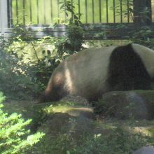 頑張って撮ったなかでこれが一番マシ。