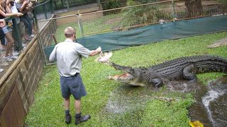 ケアンズに来たら、やはり1度は行っておきたい！