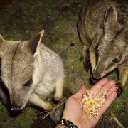 動物ももちろんだが、星もきれい！