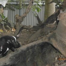 タスマニアンデビル。動き回ってて うまく撮れない！