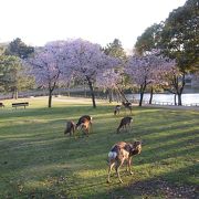 Deer Park♪