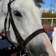 馬産地の競馬場