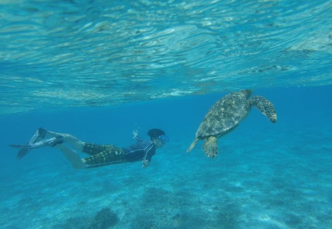 ウミガメと泳ぐ