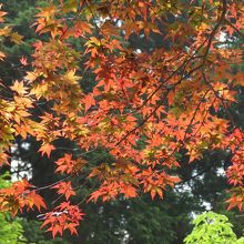 本格的な紅葉でしょ