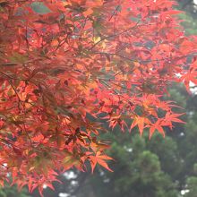 なぜ初夏に紅葉なのかわかりません