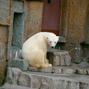 北海道の動物園といえばむしろここ！