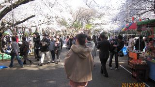 お花見がおすすめ