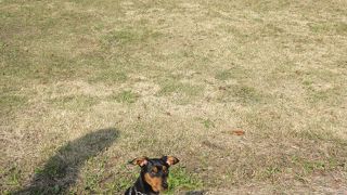 下り線のドッグラン♪