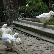 アヒル達。ここにずっと暮らしています。楽園ですね。