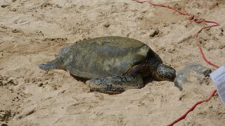 ウミガメのビーチ☆