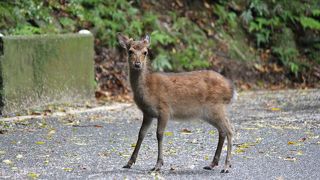 野生の動物たちの宝庫！