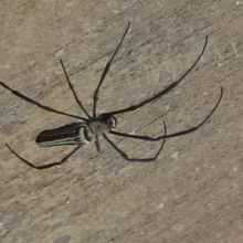 展望小屋？の屋根に数cm大の巨グモ