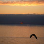 赤岩展望台からの夕日とウトウの帰巣