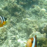 プライベートビーチ。ニモもたくさんいます。