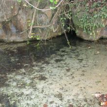 この池状の場所に魚がいる