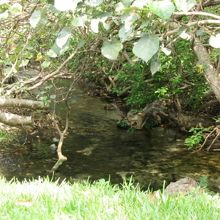 意外としっかり流れがあり、透明度も高い