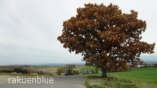 美瑛の丘に立つ木