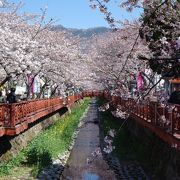 韓国屈指の桜の名所