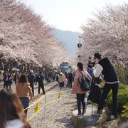 幻想的な雰囲気の桜の名所