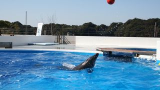 ダイナミックなイルカショー