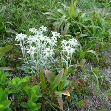 心奪われる可憐な草花もいっぱい