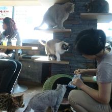 猫いっぱい！！やっぱりえさが大人気