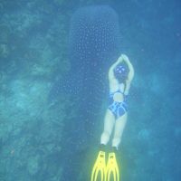 ジンベイにも会えるかも・・。