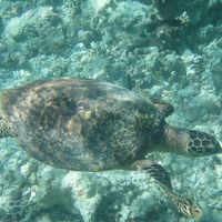 ハウスリーフで会えますよ♪