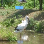 コウノトリの実物が見れます