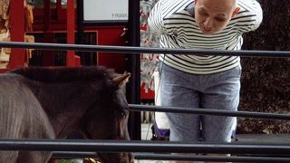 神馬、あかりちゃんは、歳をとるごとに、白馬になる、神田明神が好き！の巻