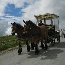 馬車が来ていて驚きました。馬たちが可愛い表情です。