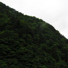 城ヶ倉温泉にむうかう途中の森林