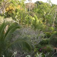 部屋からの眺め　rain forest