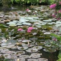 蓮の花が咲く水辺