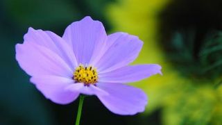 四季折々で花が楽しめる！上海市最大の公園！