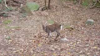 野生のシカやサルに会えるスポット