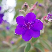 庭にたくさんの花が咲いていました