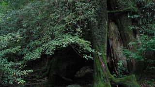 三代にわたって生き続ける杉