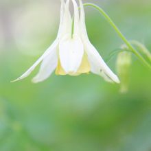 まるで”妖精”のよう・・・・