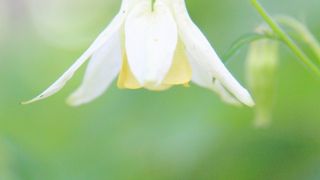 高原のスズラン・・・空気がおいしいです！！