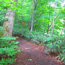 ミニ白神のブナ林