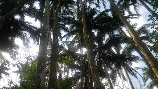 ヤエヤマヤシ群落