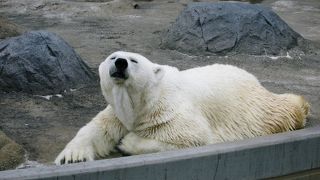 動物の生態が見られた