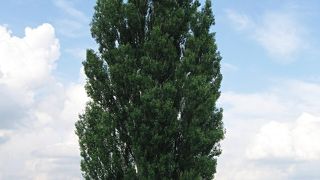 北海道らしい風景