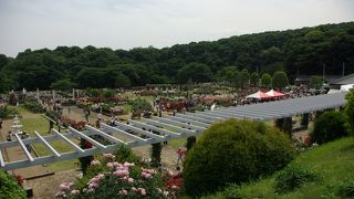 生田緑地ばら苑
