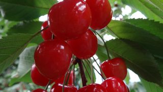 天童観光果樹園