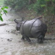 野生動物にあえる