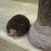 ビーチリゾートなのでこの子は必須