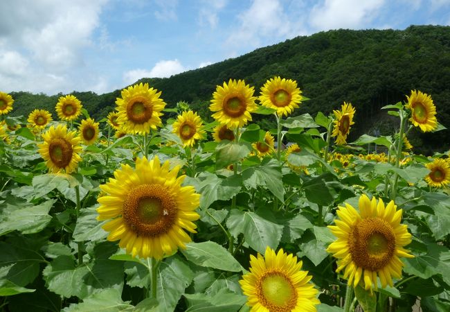 南光ひまわり畑 クチコミ アクセス 営業時間 上郡 佐用 フォートラベル 南光ひまわり畑 クチコミ アクセス 営業時間 上郡 佐用 フォートラベル